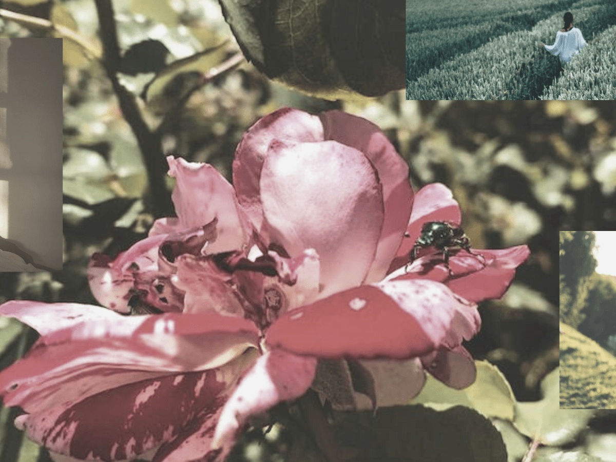 A Short Collection of Poetry – Isabelle&nbsp;Cory